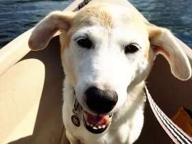 最初怖かったけど…カヌーって楽しいね　ミックス犬「それいゆ」