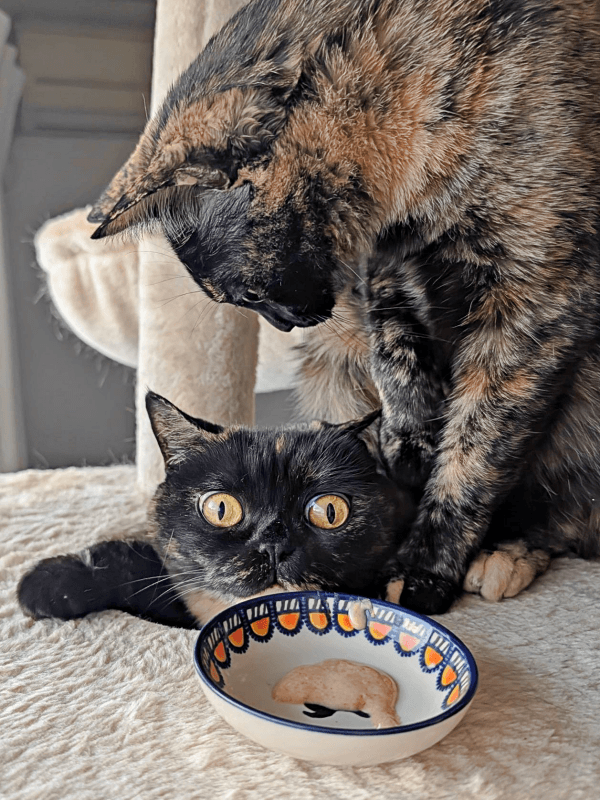 穴から顔を出すめいちゃんはおやつをガン見！ よもぎちゃんもついに気づきました（画像提供：さびニャンズさん）