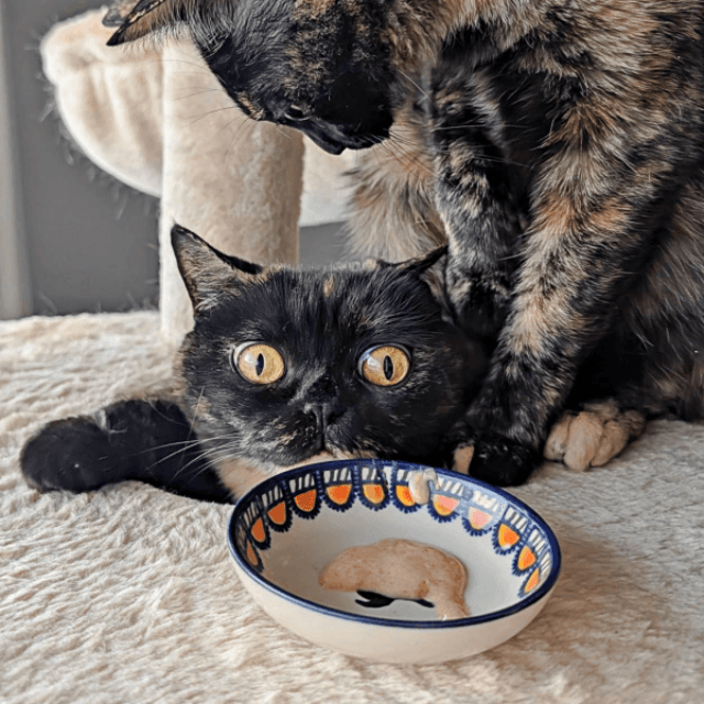 穴から顔を出すめいちゃんはおやつをガン見！ よもぎちゃんもついに気づきました（画像提供：さびニャンズさん）