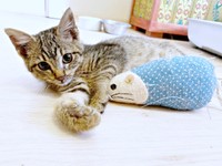 ぬいぐるみで遊ぶねずくん（画像提供：ねこズとにぼしさん）