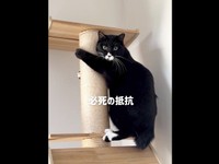 ポールにぎゅっとしがみついて固まるノワちゃん（画像提供：azu_l_famさん）