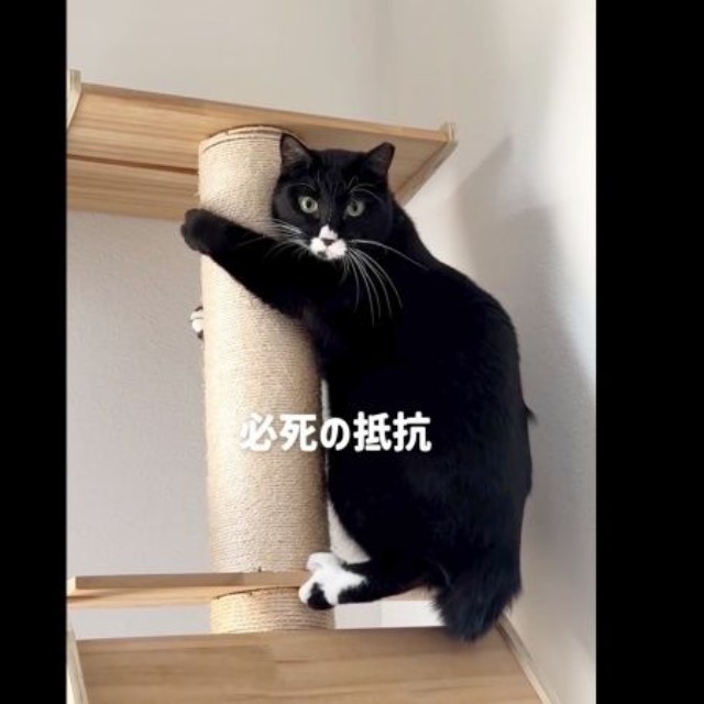 ポールにぎゅっとしがみついて固まるノワちゃん（画像提供：azu_l_famさん）