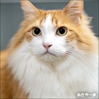 立派な被毛が素敵！ イケニャンになったかなたくん（画像提供：あきや～まさん）