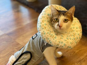 下半身不随の猫がくれた希望　介護が必要でも新しい家族の元へ