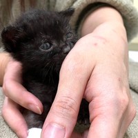 手の平にすっぽりおさまるほどの大きさでした