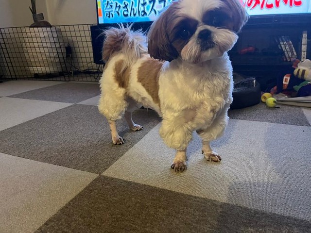 小首を傾げるこいもちゃん＝シーズーのまるとおまめとこいもさん（@maruomamekoimo）提供
