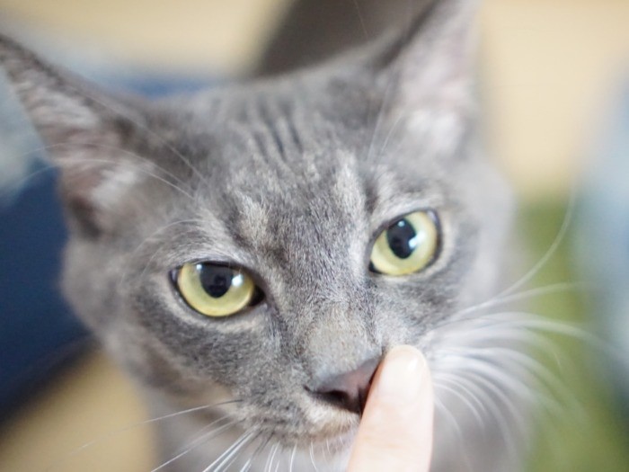 ジャイブって、ノリのいいダンスのことなんだよ，僕はやんちゃでノリノリ