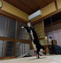 ペーくん以外の子も当たり前のように逆立ちする＝ソラネコさんちさん（@mofgedama）提供