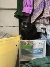 クローゼットにもよく隠れているぷりもちゃん（提供：ふわもさん）