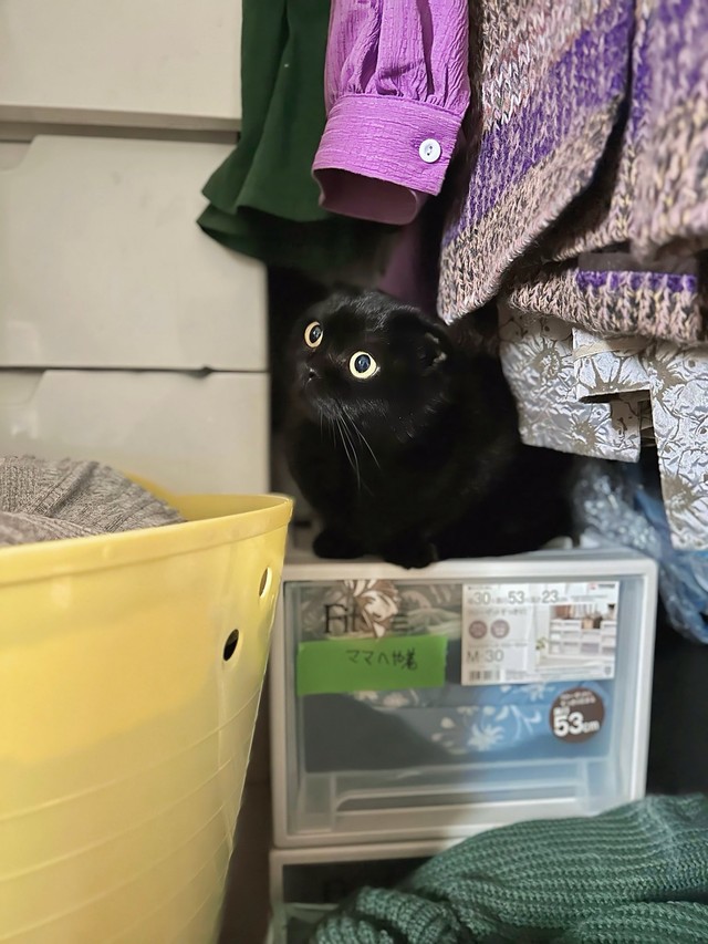 クローゼットにもよく隠れているぷりもちゃん（提供：ふわもさん）