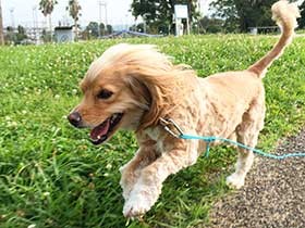 超絶イケメンフェイスの保護犬「リオ」　海が見える公園でお散歩