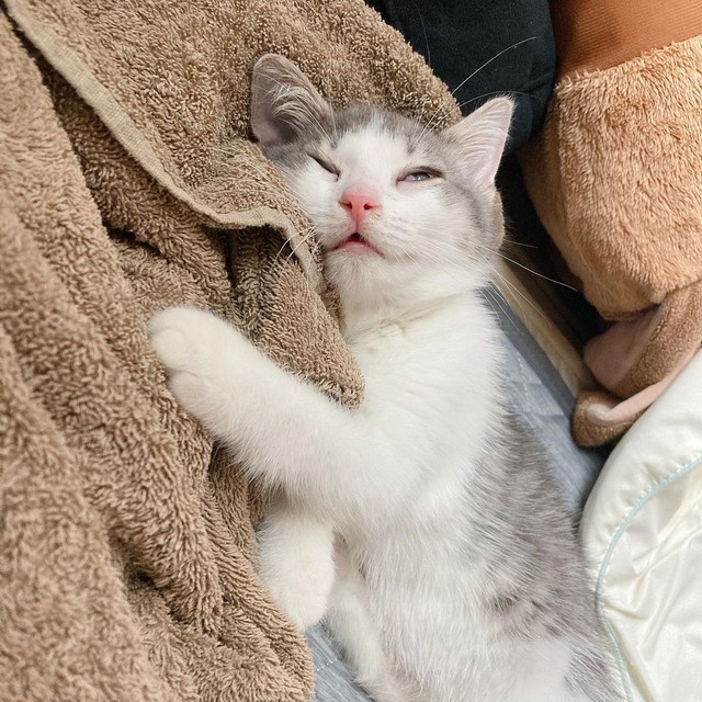 安心して寝ている姿は幸せそのもの