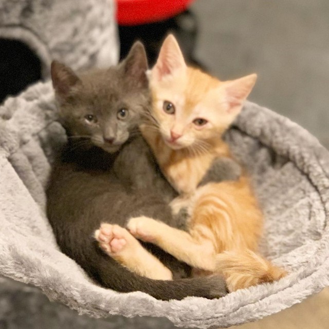 家に来た日、仲良く寄り添っていた