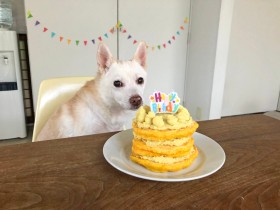 フライパンで簡単　愛犬のお祝いに「ニンジンとサツマイモのたんじょうびケーキ」