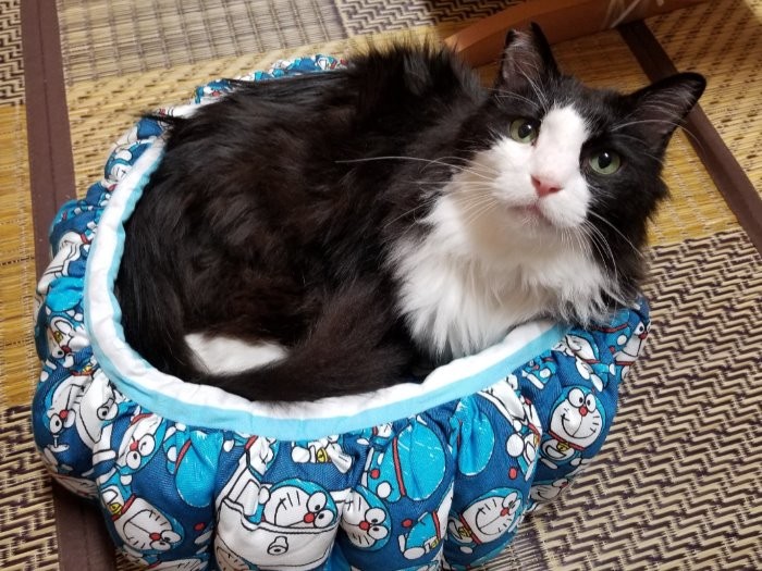 「銀ちゃまへ」と見舞いに頂いたベッドにすっぽり。どんどん元気に（6月）