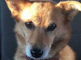 大きな耳がひよひよ揺れるよ　保護犬の「あんず」