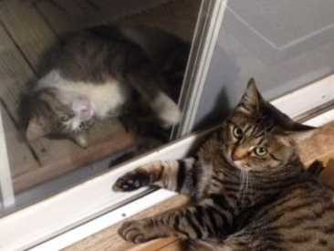 庭に居ついた野良猫たちとの日々　ボロボロだった老猫に彼女が！