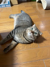 転がるのが仕事です