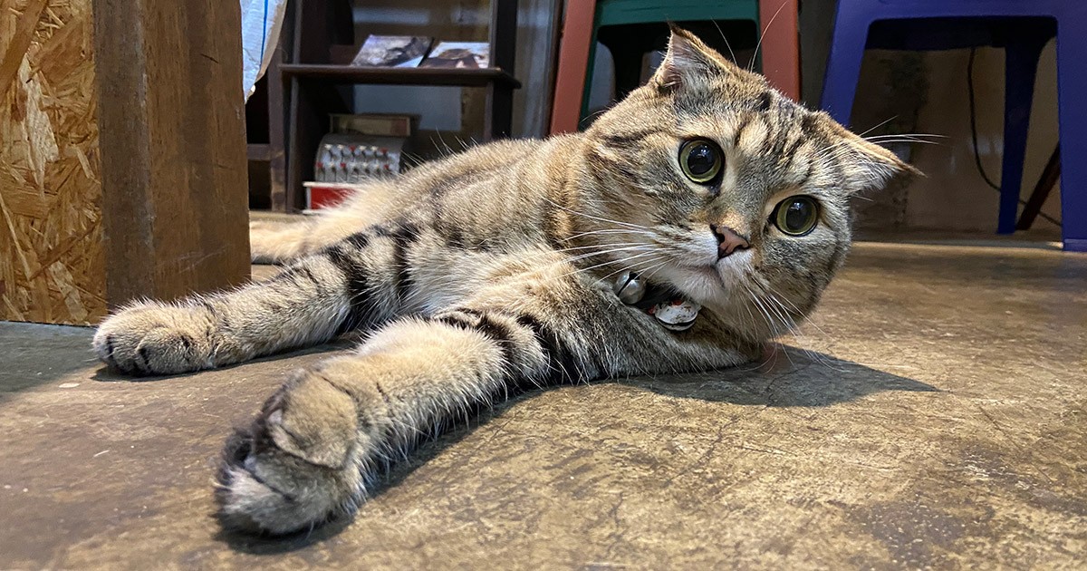 店長見習い中の猫「のぶにゃが」 地域の人やお客さんに愛される「入船