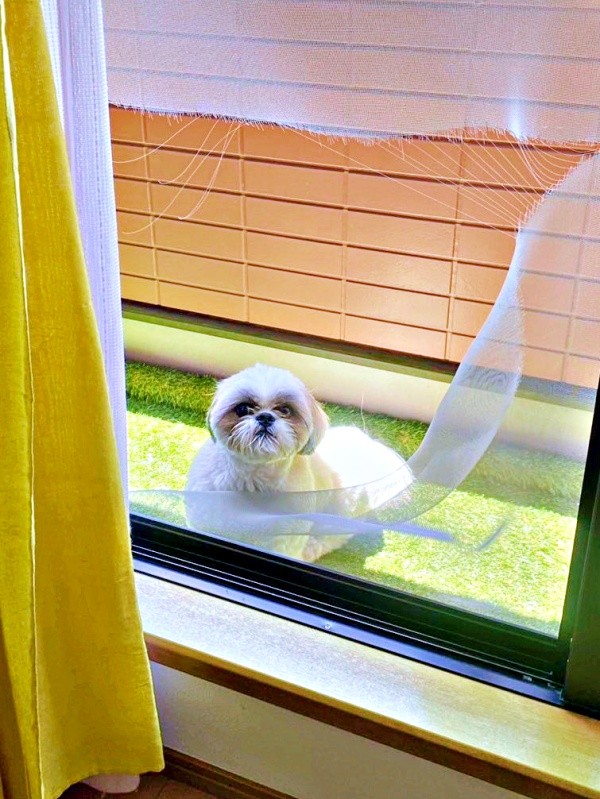 網戸を突破！？ 大きな穴からこちらをのぞくちょんちゃん（画像提供：ちょん吉さん）