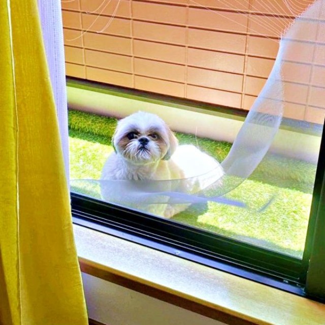 網戸を突破！？ 大きな穴からこちらをのぞくちょんちゃん（画像提供：ちょん吉さん）