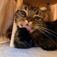 「秘密基地(コタツ)」でくつろぎ中～（画像提供：マンチカンのアーサーさん）