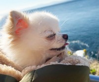 第2の犬生を掴むことができた元保護犬・ロンちゃん