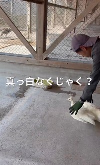 真っ白な白孔雀の姿／長崎県川棚町公式アカウント（@kawatana_official）
