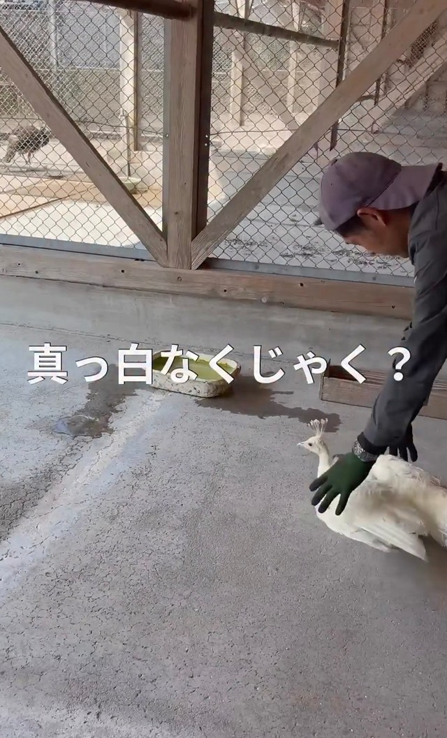 真っ白な白孔雀の姿／長崎県川棚町公式アカウント（@kawatana_official）