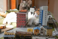 同店は大阪・寺田町にある「ジオラマ食堂」の提携店でもあり、２階の窓際には「西新町の歴史ある街並みと昭和の風景を融合させた」という小さなジオラマ模型がある。特に陽のあたる時間帯は猫たちのお気に入りの場所になっている　