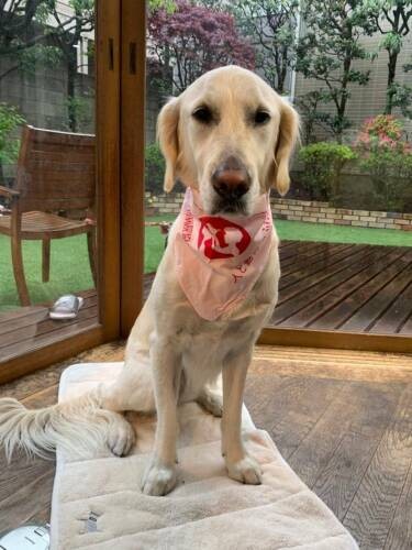 サニー（ＣＡＰＰチーム提供）