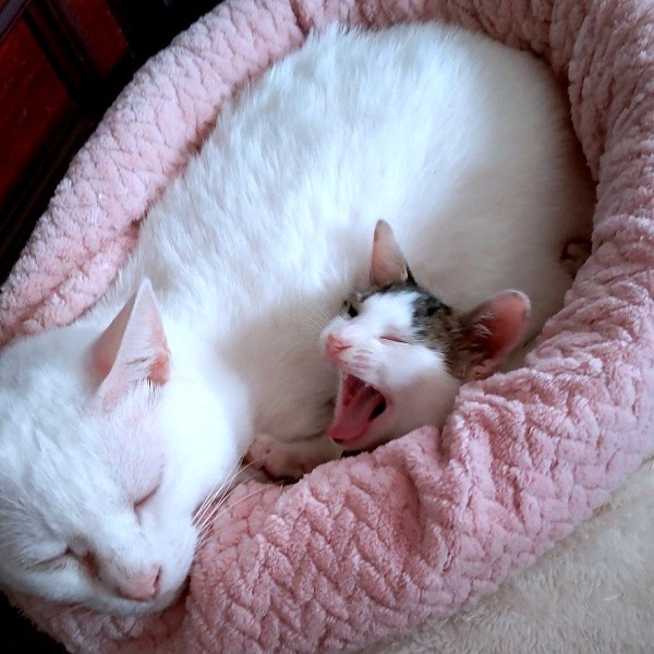 先住猫さんと一緒にくつろぐあずきくん（画像提供：バニラさん）