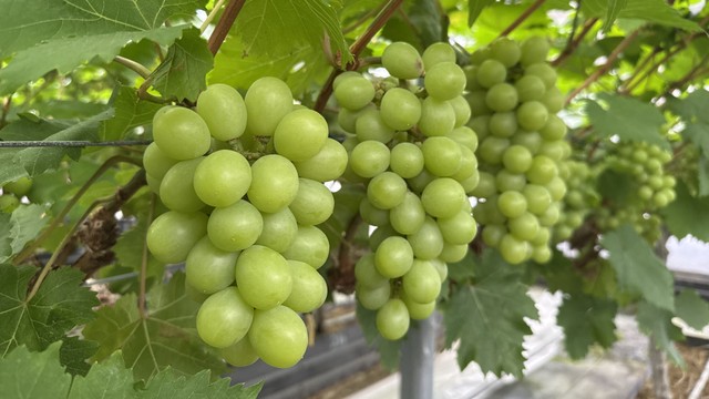 和菓子メーカー「源 吉兆庵」の農園　マスカット オブ アレキサンドリアを4月28日から収穫　代表商品の原料　岡山市