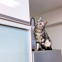 おやつが入っている棚をじっと見つめるあんこくん（画像提供：あんこともなか 充電ねこさん）