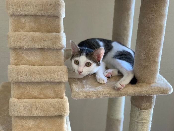 「パパは猫と暮らすの初めて。だんだん僕を好きになったみたい」（さやかさん提供）