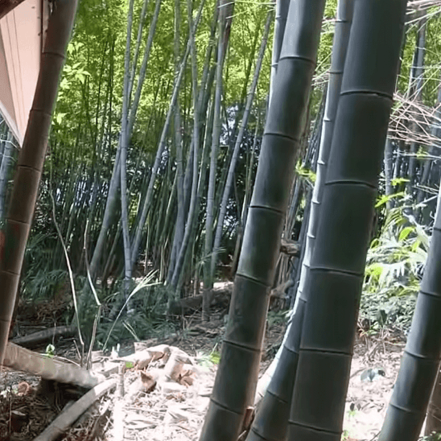 家まで迫る竹（画像提供：梅鉢TMC)