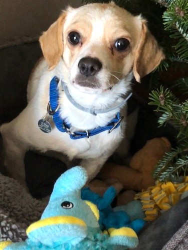 2匹目のお預かり。人間におびえているChia。初めて首のあたりを触らせてくれた瞬間は感動したそう