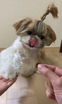 ちょんまげが可愛いこじろうくん（提供：こじろうのかいぬしさん）