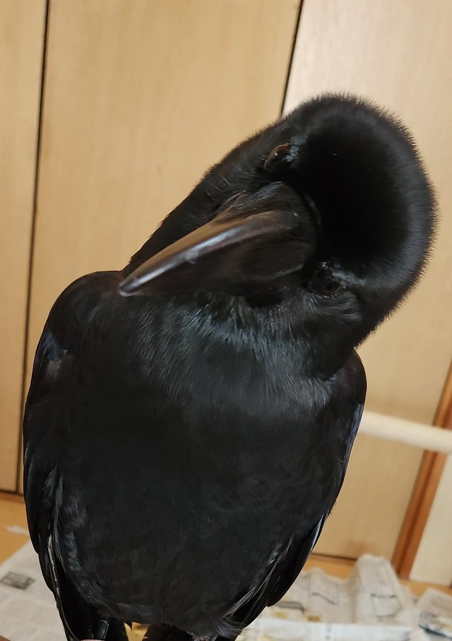 おかげさまで毛並みもツヤッツヤ！（提供：がーちゃんねる（※カラスの名前はクロです）さん）