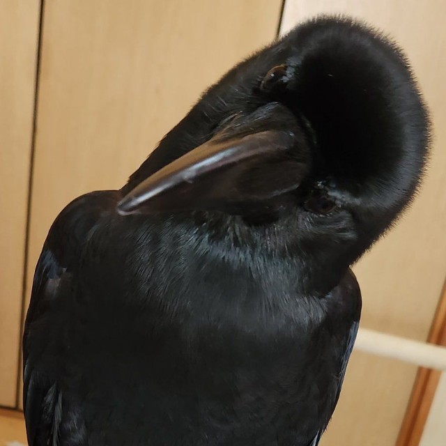 おかげさまで毛並みもツヤッツヤ！（提供：がーちゃんねる（※カラスの名前はクロです）さん）