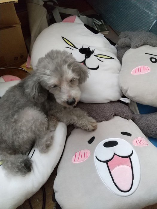 ねむねむの犬くん（提供：松本ひで吉さん）