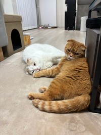 いつも一緒のえもちゃん、とろちゃん（提供：aちゃん/1m👦🏻さん）