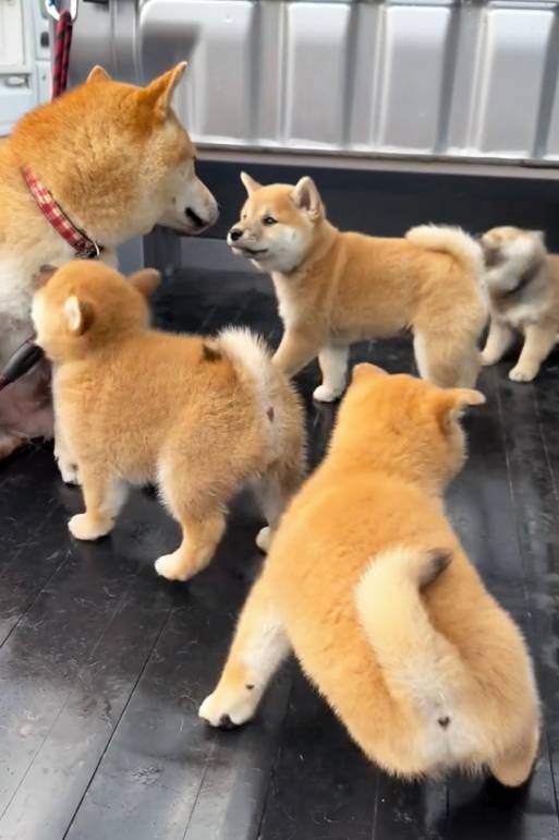 柴犬パピーたちの愛らしい警備隊