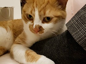 この足は僕のだからね！　おもしろ可愛いマンチカンの「武蔵」