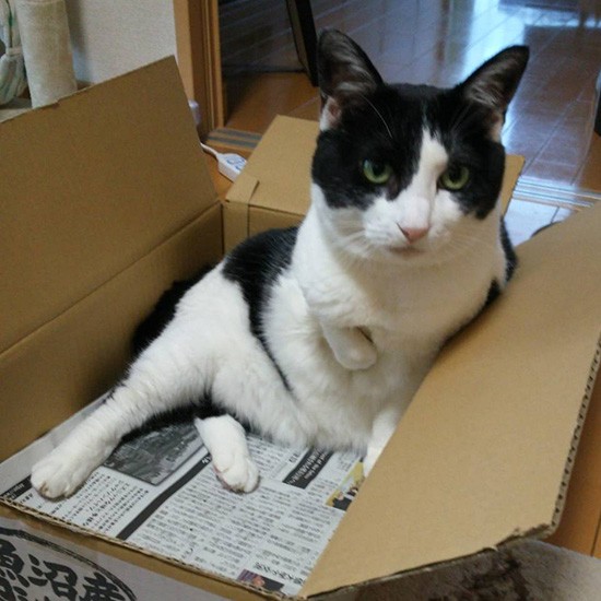 「エイズでもストレスや猫同士の咬み合いがなければ、発症せず寿命をまっとうするらしいよ、僕は大丈夫」（横野さん提供）