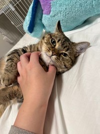 本当は飼い主さんに甘えたい気持ちの「ぎゅ～～～っ！！」だったのかな？（提供：もな さん）