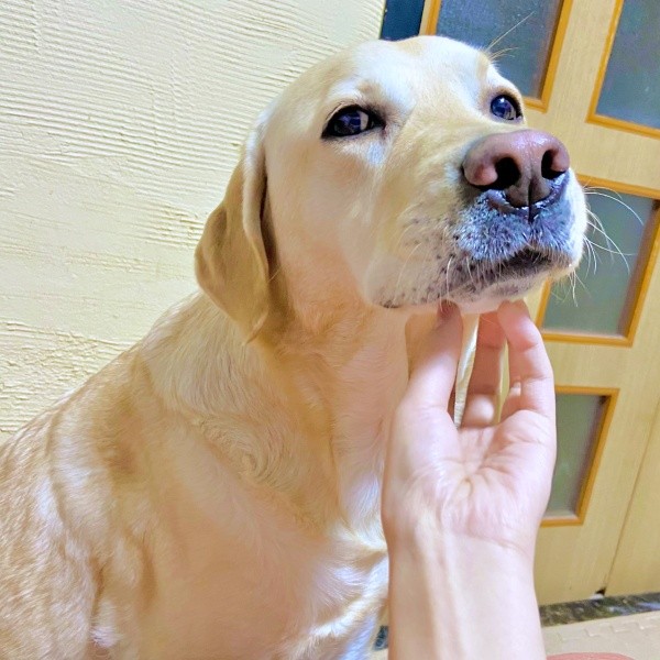 アゴをなでなでーー気持ちよさそうなロキくん（画像提供：ロキの相方さん）