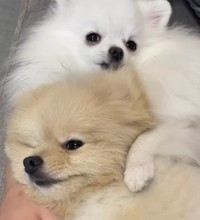 ころすけくんを「犬吸い」して満足げなぺこちゃん（画像提供：ころすけ＆ぺこ ポメラニアン兄妹さん）