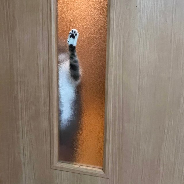 もう待ちきれないにゃ=猫ちゃんの下僕さん（@okoge_family222）さん提供
