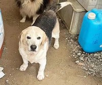 イノシシ避けに飼われていた、ビーグルのシニア犬